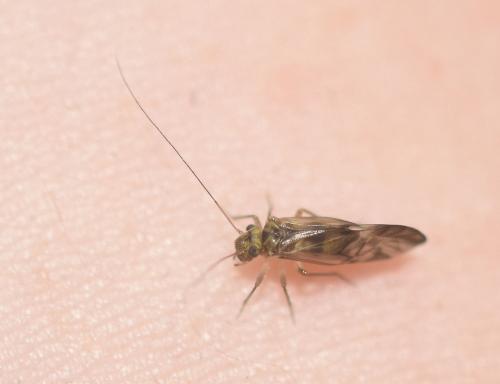 Réf. 236 212 : Metylophorus nebulosus
